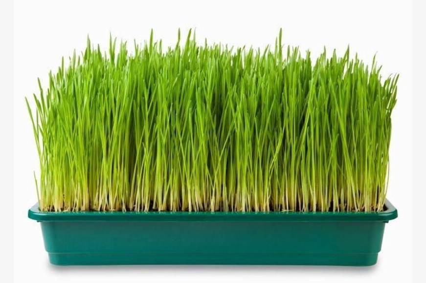 28 powodów, dla których warto spożywać trawę pszeniczną