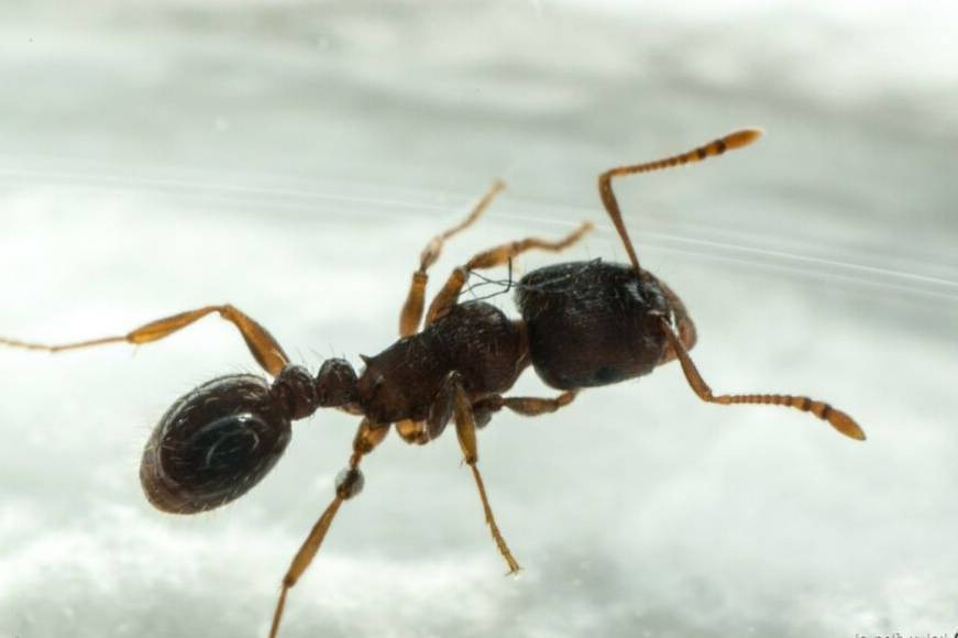 Wyproś mrówki ze swojego domu