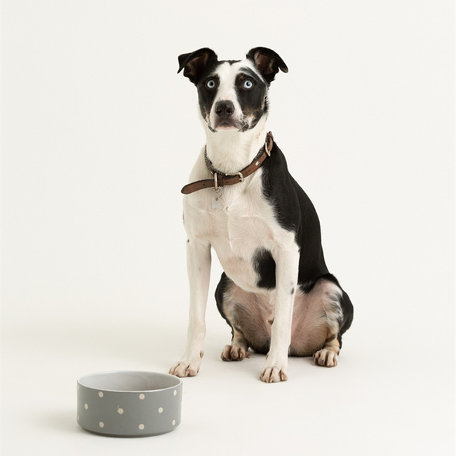 Miski dla psa Polka Dot Grey 18 cm - Mason Cash