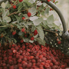 Dyfuzor Premium Reed 100ml. Raspberry and Black Vanilla - Cereria Molla