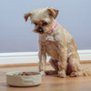Miska dla psa Color MIX Cream 15 cm - Mason Cash
