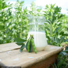Soyabella White - Automat do robienia mleka sojowego - Tribest