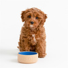 Miski dla psa Cane & Blue Lettered 13 cm - Mason Cash