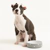 Miski dla psa Polka Dot Grey 13 cm - Mason Cash