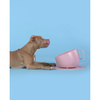 Miska dla psa Cup, 2500 ml, różowa - United Pets