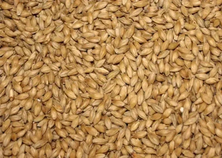 Jęczmień BIO do uprawy trawy jęczmiennej, 5 kg