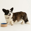 Miski dla psa Cane & Blue Lettered 13 cm - Mason Cash