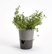 Plastia Rosmarin Doniczka Samonawadniająca 11 Cm - Szary