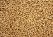 Jęczmień BIO do uprawy trawy jęczmiennej, 5 kg