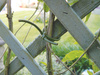 Zielony elastyczny sznurek 3 mm, 60 m Garland