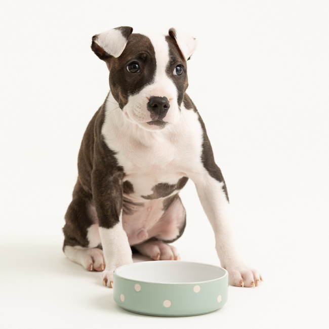 Miski dla psa Polka Dot Sage 13 cm - Mason Cash