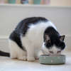 Miski dla psa Polka Dot Sage 13 cm - Mason Cash