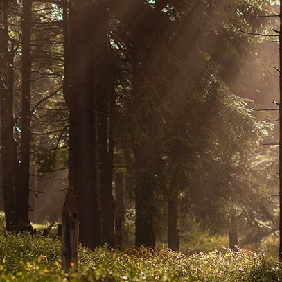 Dyfuzor Premium Reed 100ml. Amber And Sandalwood - Cereria Molla