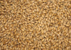 Jęczmień BIO PG do wysiewu na trawę jęczmienną i kiełki, 1000 g