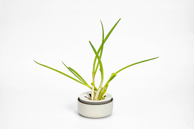 Plastia Miseczka na awokado i cebulę 16 cm - kremowy