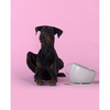 Miska dla psa Cup 2500 ml taupe United Pets