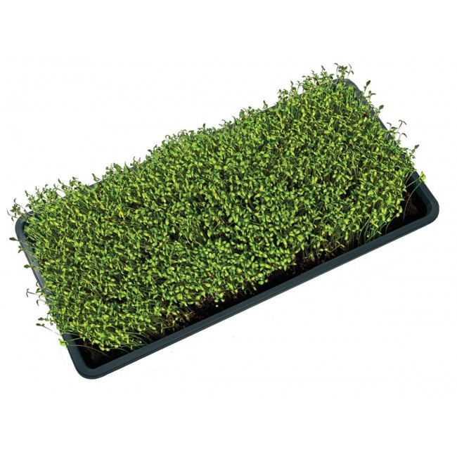 Taca do uprawy microgreens Garland z otworami