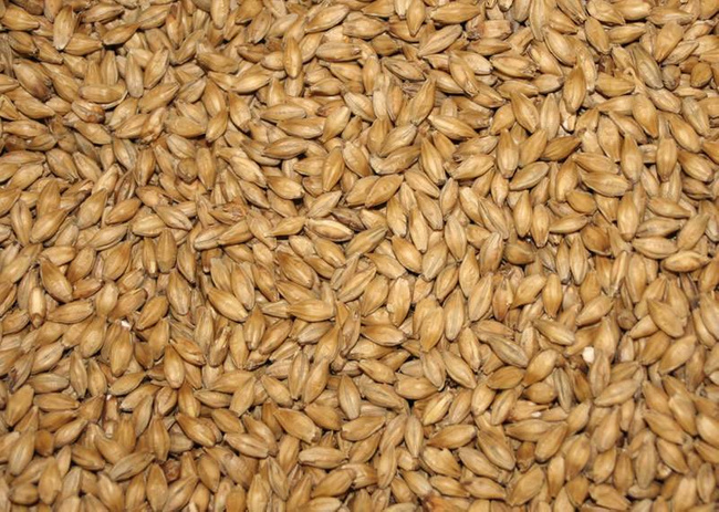 Jęczmień BIO PG do wysiewu na trawę jęczmienną i kiełki, 1000 g