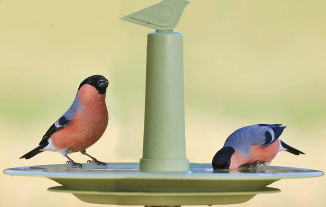 Plastia Finch Karmnik Dla Ptaków 32 Cm - Zielony