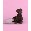 Miska dla psa Cup, 2500 ml, różowa - United Pets