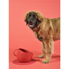 Miska dla psa Cup, 2500 ml, czerwona
