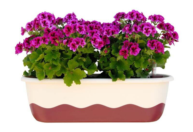 Plastia Mareta Donica Samonawadniająca Prostokątna 60 x 20 cm - beżowy