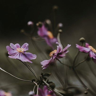 Zapas do dyfuzora 500ml Black Orchid and Lily - Cereria Molla