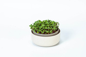 Plastia Microgreens Kiełkownica 16 cm - beżowy