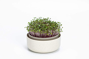 Plastia Microgreens Kiełkownica Z Filtrem 16 Cm - Beżowy