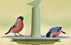 Plastia Finch Karmnik Dla Ptaków 32 Cm - Zielony