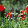 Micro-Drip-System - Dysza wielofunkcyjna 2szt - Gardena