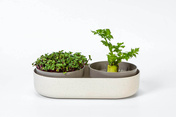 Plastia Microgreens Kiełkownica + Pojemnik Z Filtrem 30.5 X 16 Cm - Beżowy