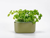Plastia Tolita Donica Samonawadniająca Prostokątna 31 x 16 cm - zielony