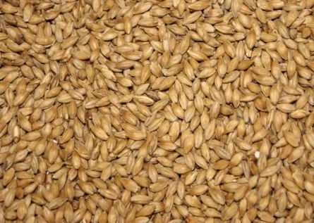 Jęczmień BIO PG do wysiewu na trawę jęczmienną i kiełki, 1000 g