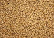 Jęczmień BIO PG do wysiewu na trawę jęczmienną i kiełki, 1000 g